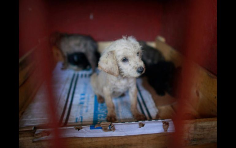 El Centro Canino de Iztapalapa tenía 23 cachorros para dar en adopción. ARCHIVO /