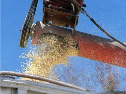 Una tercera parte de la cosecha de maíz se destinó a la comercialización y el resto al autoconsumo de sus productores. ARCHIVO /