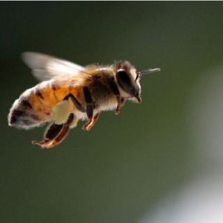 Abejas atacan a más de 20 personas en Uruapan