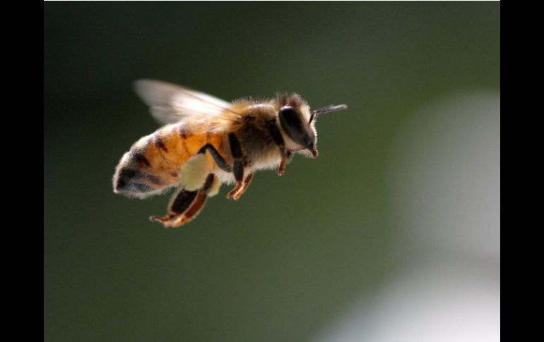 Las víctimas tuvieron que ser hospitalizadas en un nosocomio del IMSS, debido a la gravedad de las picaduras. SUN /