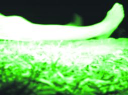 The Poughkeepsie tapes, narra la historia de cómo la policía encuentra una gran cantidad de cintas caseras conocidas como snuff.  /