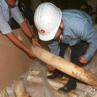 En Kenia, incautan dos toneladas de marfil