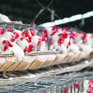 Los productores de huevo recuperan inventario de aves
