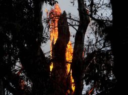 El tronco de ''El senador'' arde tras la imprudencia de la joven Sara Barnes. ARCHIVO /