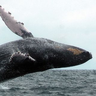 Las ballenas jorobadas regresan a las aguas dominicanas
