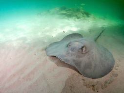 Se implementaron programas en beneficio de cuatro áreas naturales protegidas. ARCHIVO /