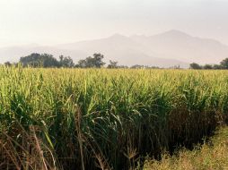 Evaluarán y emprenderán nuevos mecanismos para el desarrollo sustentable de la actividad azucarera. ARCHIVO /