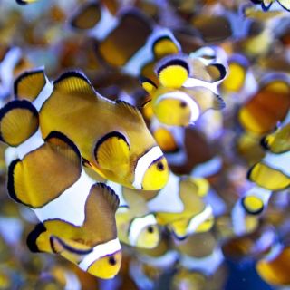 Crean el mayor archivo digital de sonidos de animales