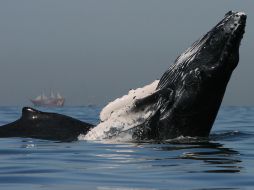 Turistas acuden a la observación de estos mamíferos durante su temporada de llegada. ESPECIAL /