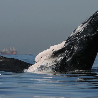Las ballenas jorobadas, un plus de imán turístico