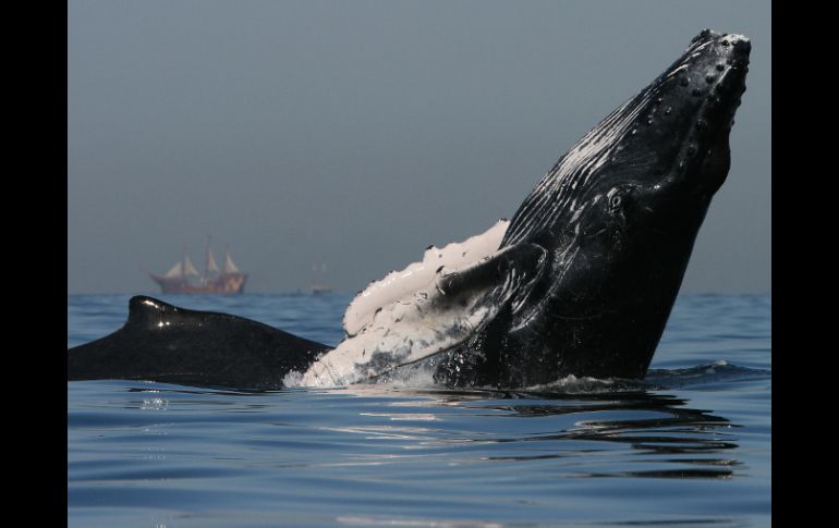 Turistas acuden a la observación de estos mamíferos durante su temporada de llegada. ESPECIAL /