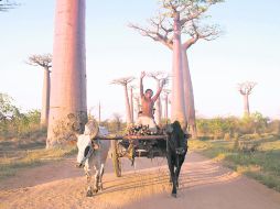 Natural. Madagascar es una buena opción para lo exótico.  /