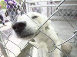 Un estudio de la UNAM revela la existencia de alrededor de 350 mil perros callejeros en la Zona Metropolitana de Guadalajara. EL INFORMADOR /