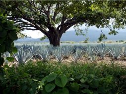 El festival Tequila, Café y Recuerdos incluye un concurso de mixólogos. ARCHIVO /