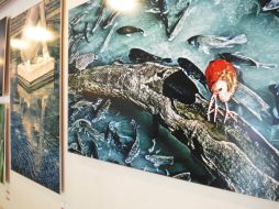 La exposición está abierta a los visitantes las 24 horas del día, los 365 días del año. EL INFORMADOR /