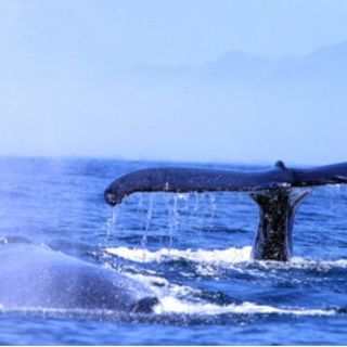 Expedición científica estudia la ballena azul en el Antártico