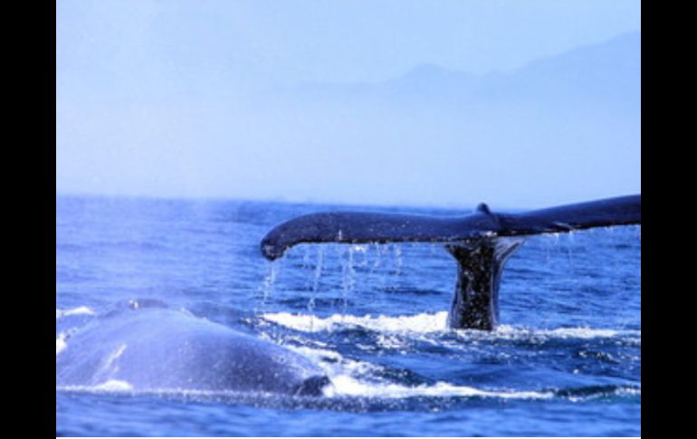 La ballena azul es el animal de mayor tamaño que ha habitado la tierra. ARCHIVO /