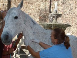 Este martes se revisó la salud y se vacunó a los caballos en el Centro Histórico.  /