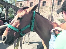 Libres de influenza. El 15% de los caballos de las calandrias se enfermaron de influenza, según reportes de septiembre pasado. EL INFORMADOR /