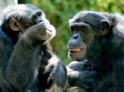 El informe también pone altas exigencias para los experimentos futuros con chimpancés. ARCHIVO /