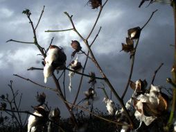El desarrollo de este recubrimiento fue inspirado en los escarabajos que habitan en zonas desérticas. ARCHIVO /
