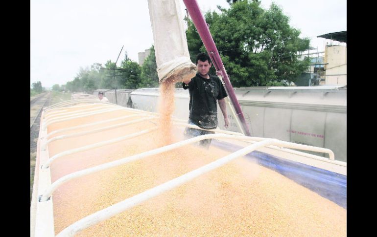 En abril. La cosecha de maíz determinará los cambios en el mercado. EL INFORMADOR /