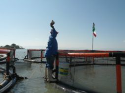 En la imagen, un pescador en una granja flotante de bagres.  /