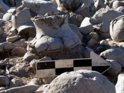 Por ahora continúan los análisis osteológicos de las cremaciones. NTX /