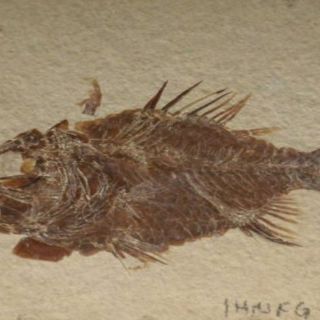 En México descubren especies de peces de 110 millones de años