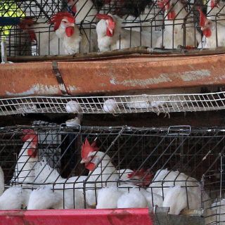 Grave riesgo bajar la guardia ante gripe aviar