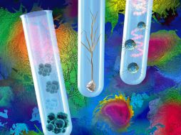 La investigación de la UCOL buscará otros sitios de metilación en el virus. ARCHIVO /