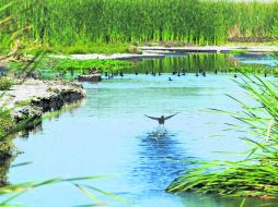 DESPUÉS DE EL AHOGADO. Aves y demás fauna aprovechan las aguas del canal El Muey, en El Salto. EL INFORMADOR /