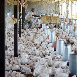 La FAO advierte sobre riesgo de que retornen brotes de gripe aviar