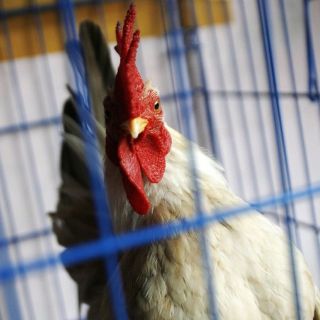 Camboya confirma la muerte de dos niñas por influenza aviar