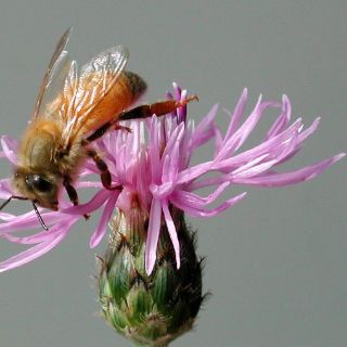 En defensa de las abejas