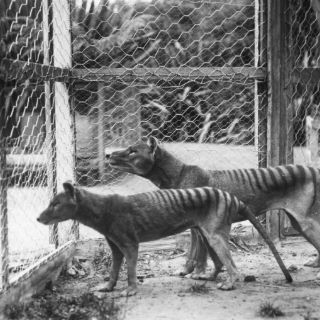 El hombre, único responsable de la extinción del tigre de Tasmania
