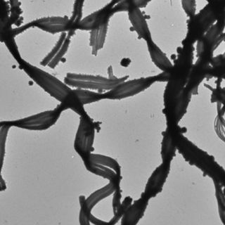 Bacteria podría convertirse en un biocombustible potencial