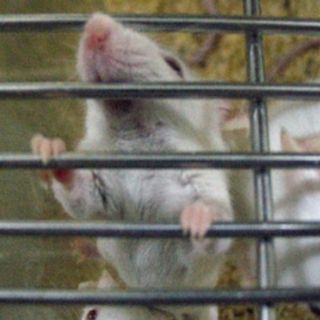 Científicos revierten el envejecimiento en ratones