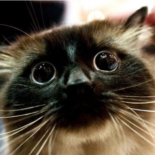 Gatos ponen en peligro a las aves de EU, según estudio