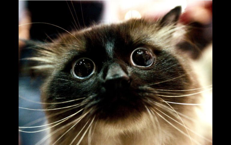 Los gatos son responsables de la muerte de entre mil 400 y tres mil 700 millones de aves cada año. ARCHIVO /