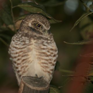 Investigadores develan enigma de los búhos