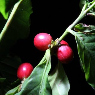 Plaga de Roya afecta cultivos de café en Chiapas