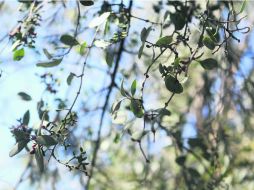 El parásito, en el arbolado urbano. EL INFORMADOR /