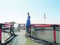 Ubicación. La granja flotante piloto se encuentra junto a la Isla del Presidio en Mezcala. ESPECIAL /