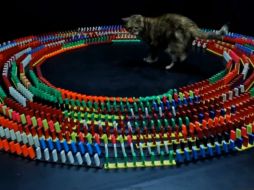 El felino está situado en el centro de una rueda de fichas que van cayendo una tras otra . ESPECIAL /