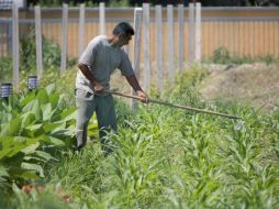 Casi la mitad de la superficie agrícola del mundo contiene al menos un 10 % de la cubierta forestal. ARCHIVO /