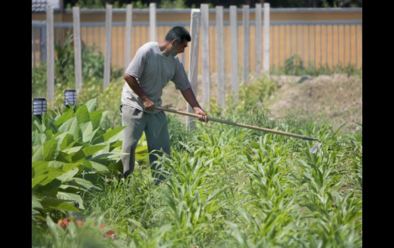 Casi la mitad de la superficie agrícola del mundo contiene al menos un 10 % de la cubierta forestal. ARCHIVO /