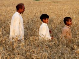 El trigo es uno de los cereales más sembrados en el mundo. ARCHIVO /