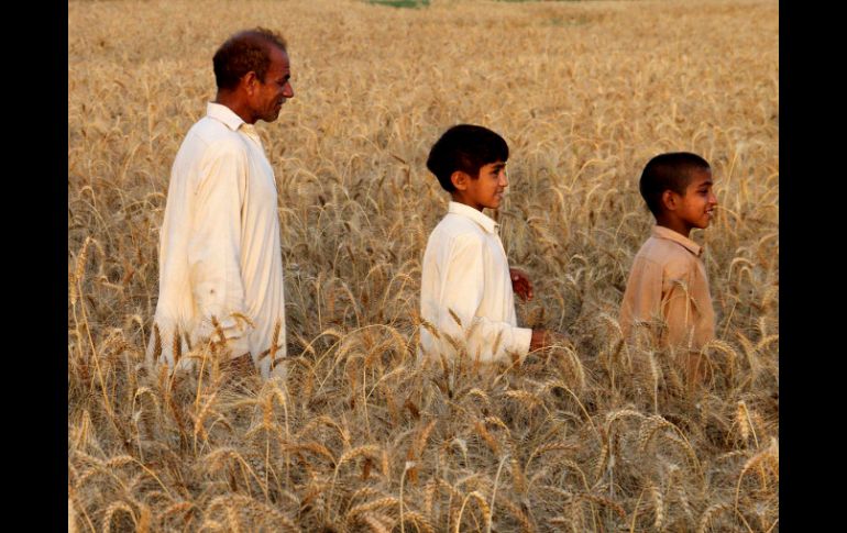 El trigo es uno de los cereales más sembrados en el mundo. ARCHIVO /