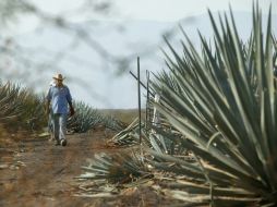 Se tiene el propósito de establecer un fideicomiso de apoyo a la cadena productiva del tequila. ARCHIVO /